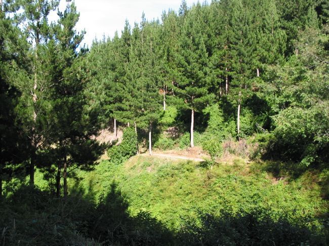 Fringed Hill - Nelson